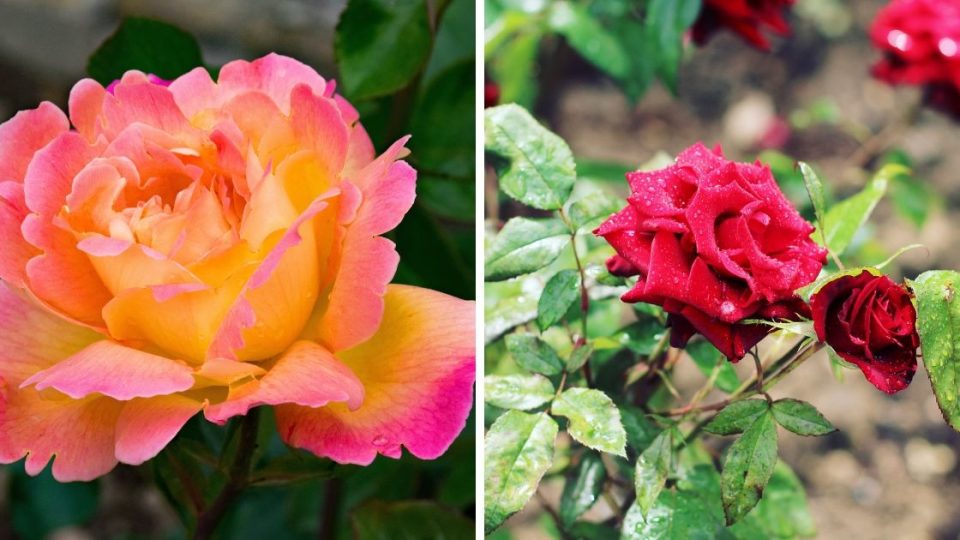 Rosas que florecerán todo el año: ¡aprende a cultivarlas