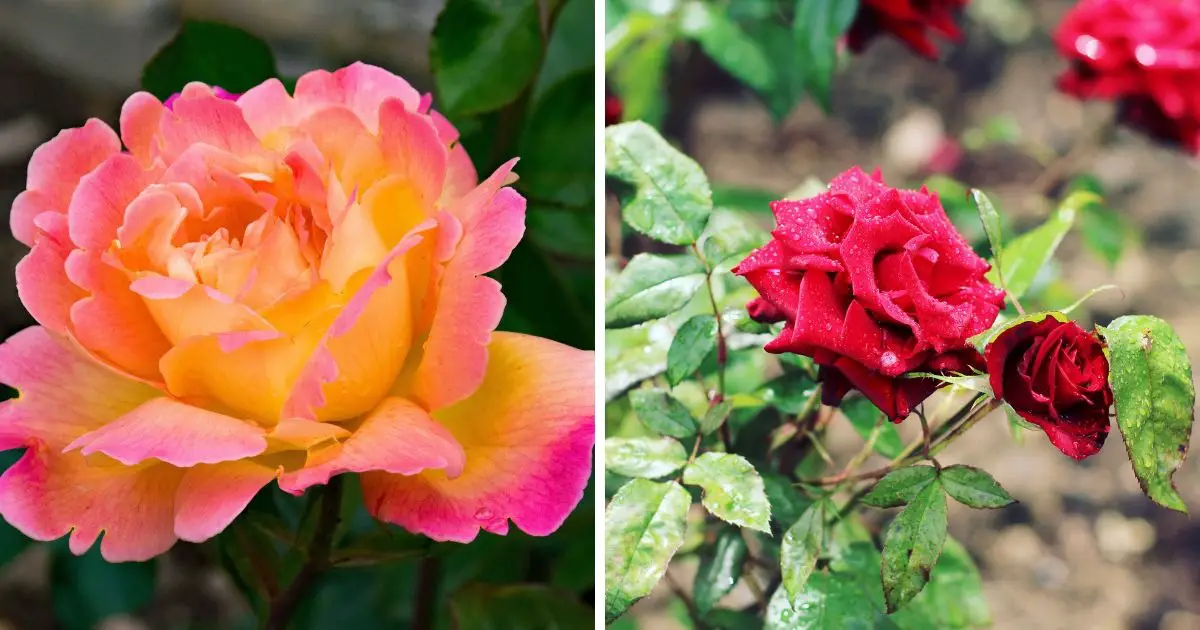 Rosas que florecerán todo el año: ¡aprende a cultivarlas