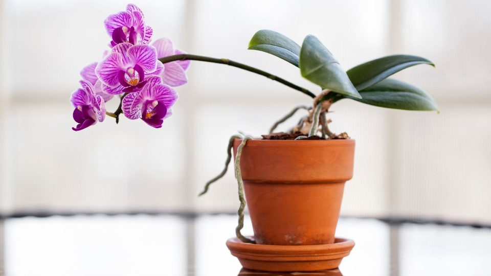 ¿Cómo reflorecer una orquídea en 3 pasos?