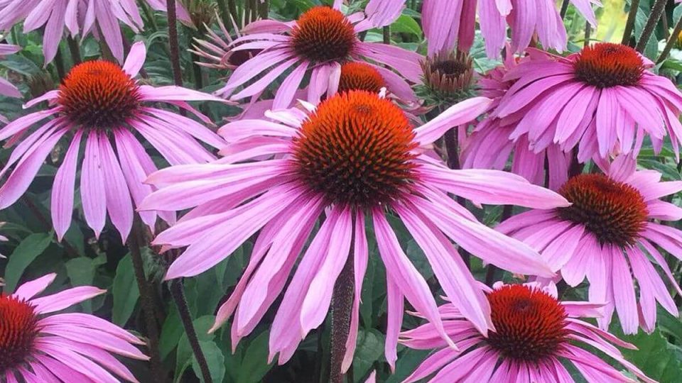 10 flores comestibles que puedes cultivar en tu jardín