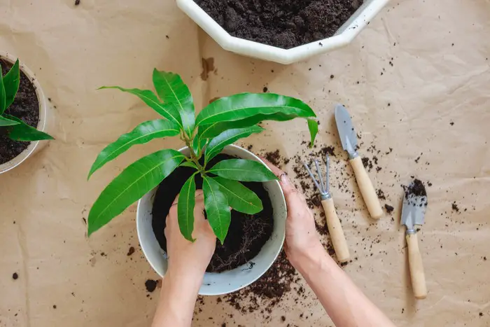 Cómo cultivar una planta de mango en maceta