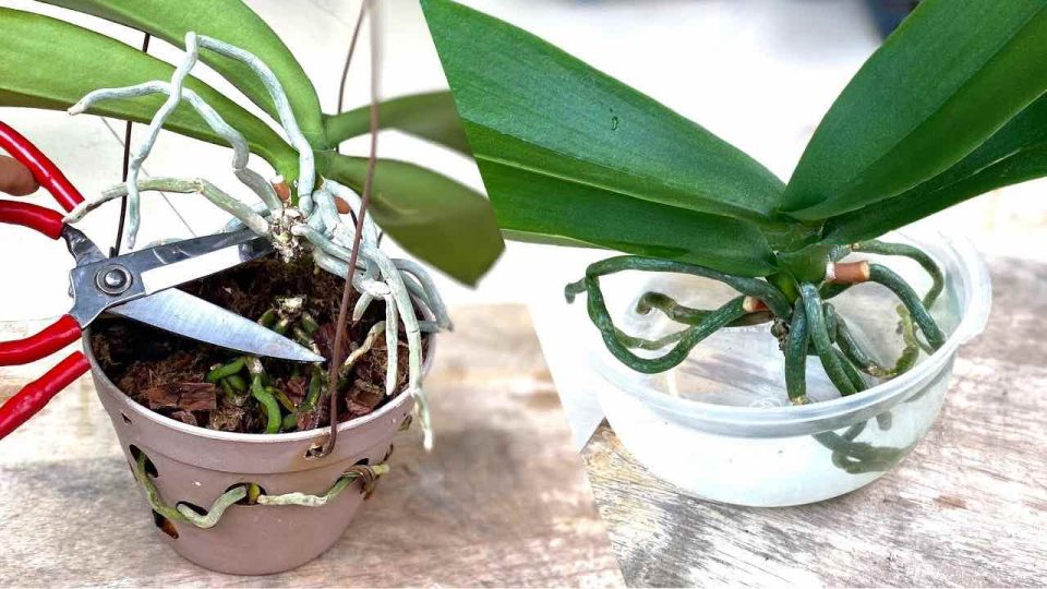 Rejuvenece la orquídea con este método amado por los viveristas: te durará toda la vida