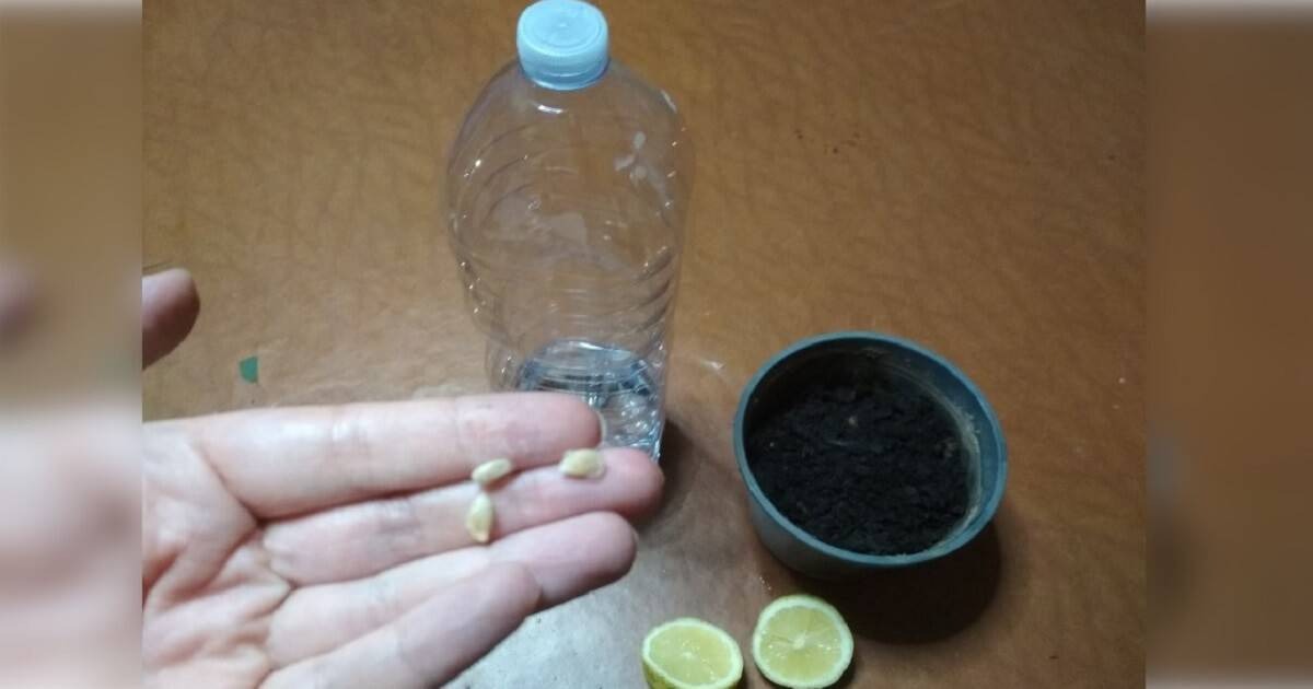 Cultiva tu propio limonero en 5 pasos. ¡Es más fácil de lo que piensas!