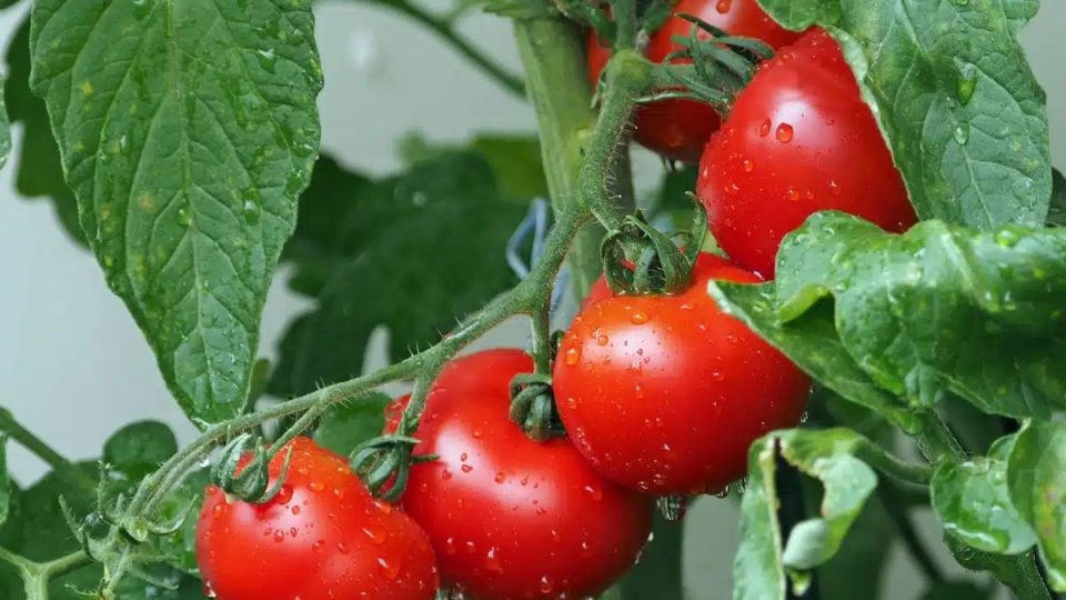  ¡4 consejos poco conocidos para tener tomates hermosos y jugosos!