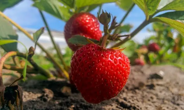 9 consejos para cultivar fresas dulces en abundancia