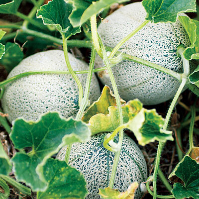 ¿Cómo cultivar melones a partir de semillas?