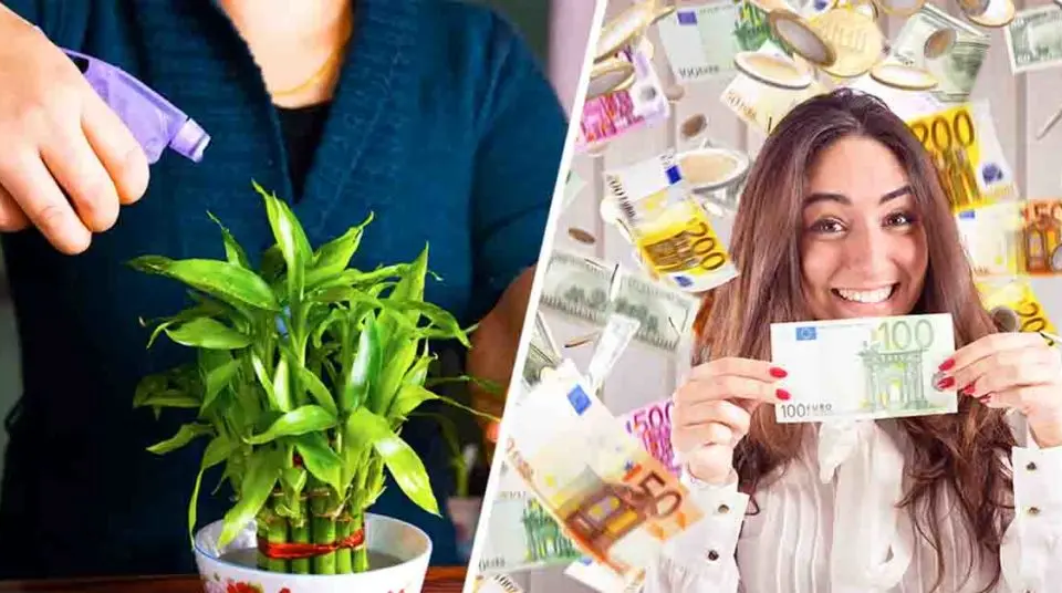 4 plantas que atraen riqueza a tu hogar según el Feng Shui