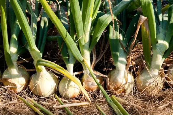 Los secretos de un cultivo exitoso de cebollas en tu jardín