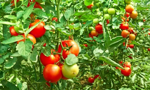 6 valiosos consejos para cultivar tomates sabrosos