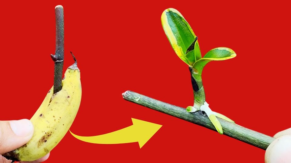 Cómo propagar una orquídea, una cáscara de plátano es suficiente, muy simple