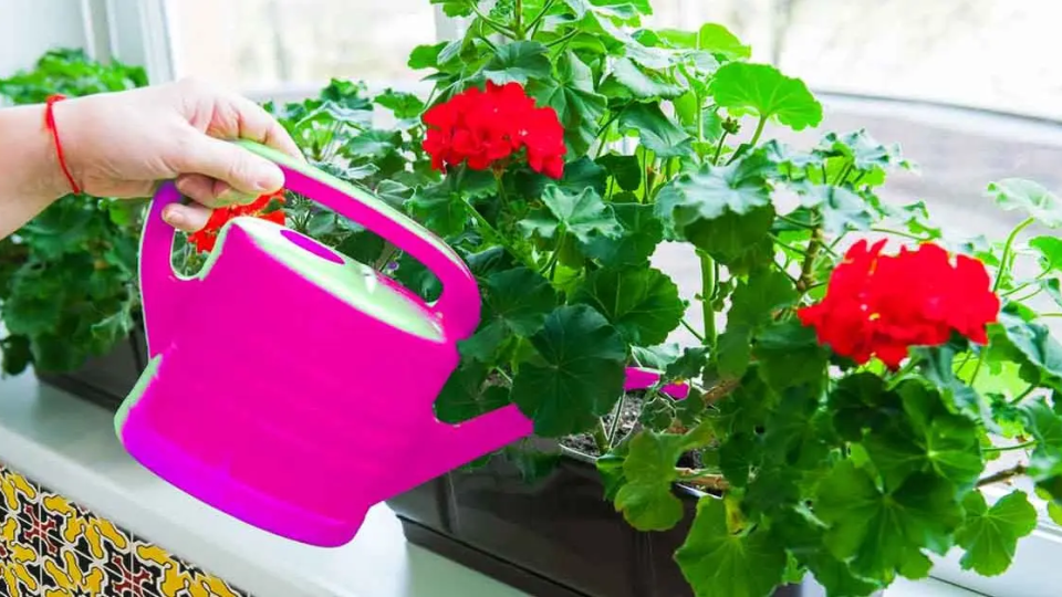 6 tips para tener hermosos geranios que perfuman el jardín o la casa