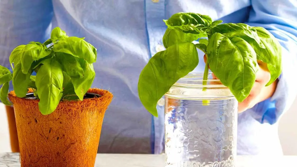 5 plantas aromáticas que puedes cultivar solo con agua