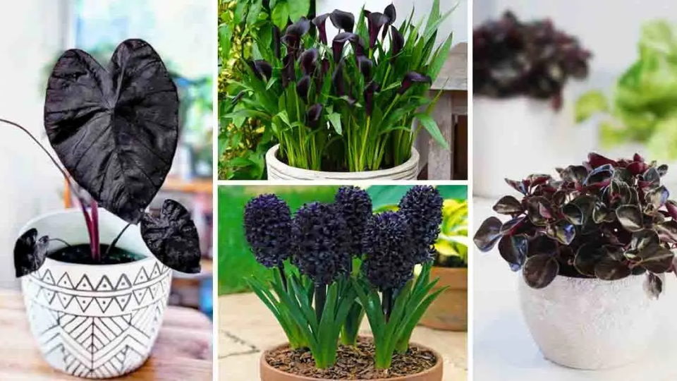 6 plantas y flores negras para realzar tu jardín