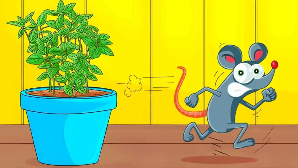 6 plantas repelentes que mantienen a ratas y ratones alejados de casa