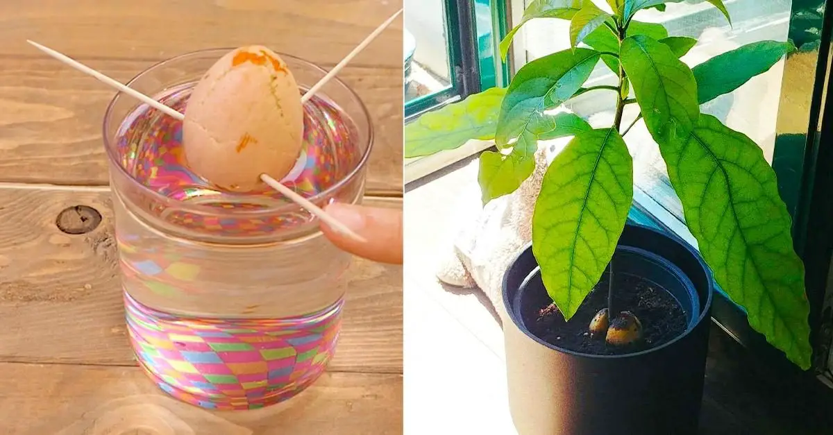 Cómo cultivar aguacate a partir de semilla: 3 formas de hacerlo brotar en casa