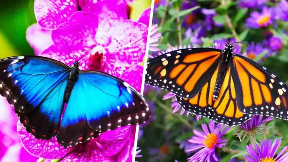 7 plantas para atraer mariposas y transformar tu jardín