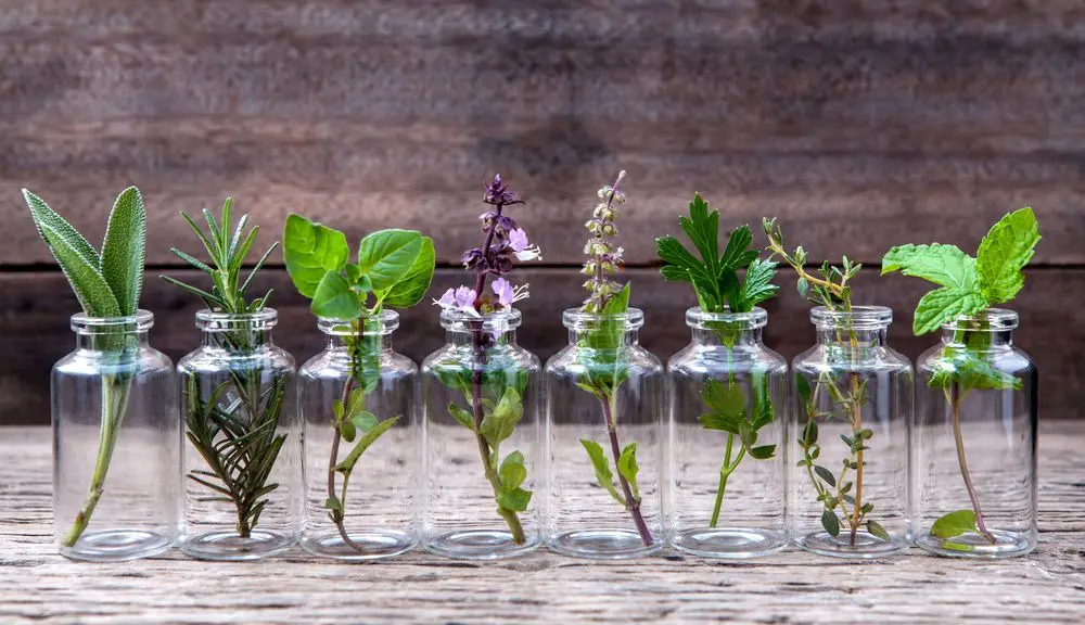 10 plantas que puedes cultivar en el agua durante todo el año
