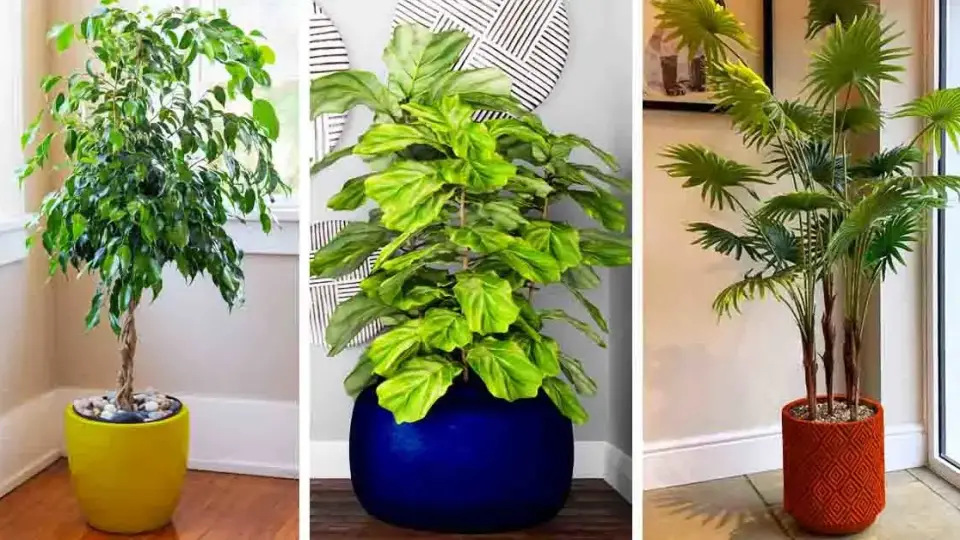 9 plantas altas que puedes cultivar fácilmente en casa