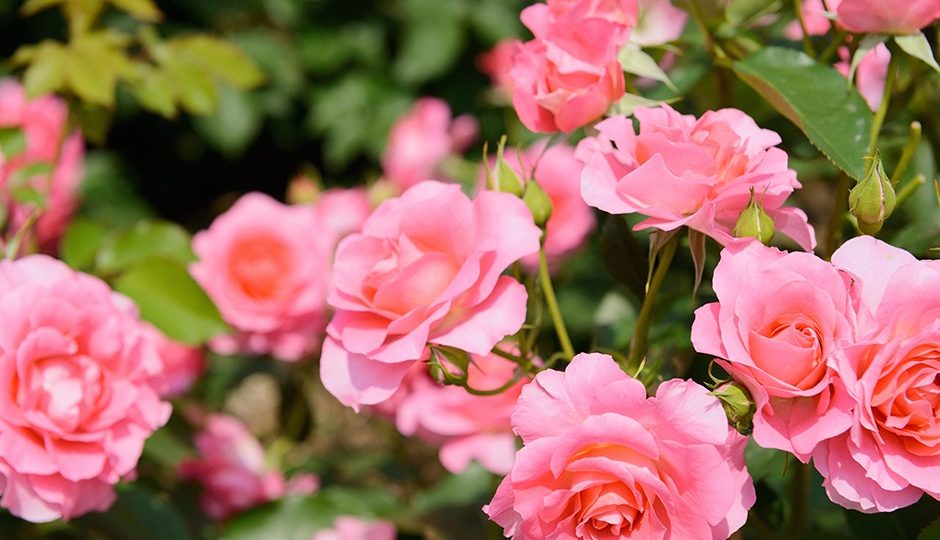 Rosa en maceta: ¿cómo cultivarla y mantenerla a la perfección?