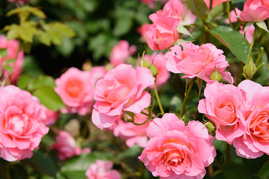 Rosa en maceta: ¿cómo cultivarla y mantenerla a la perfección?
