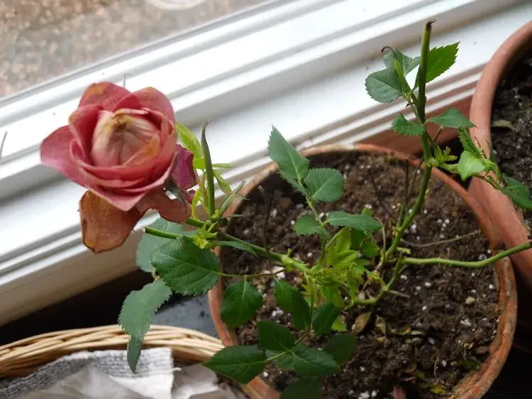 ¿Cómo mantener una rosa en maceta? ¡5 consejos de mantenimiento para tu planta de interior!
