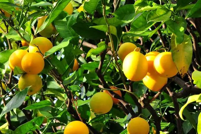 Naranjo en maceta: ¿cómo cultivarlo y cosecharlo?