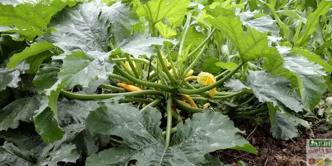 ¿Cómo sembrar y cultivar calabacines?