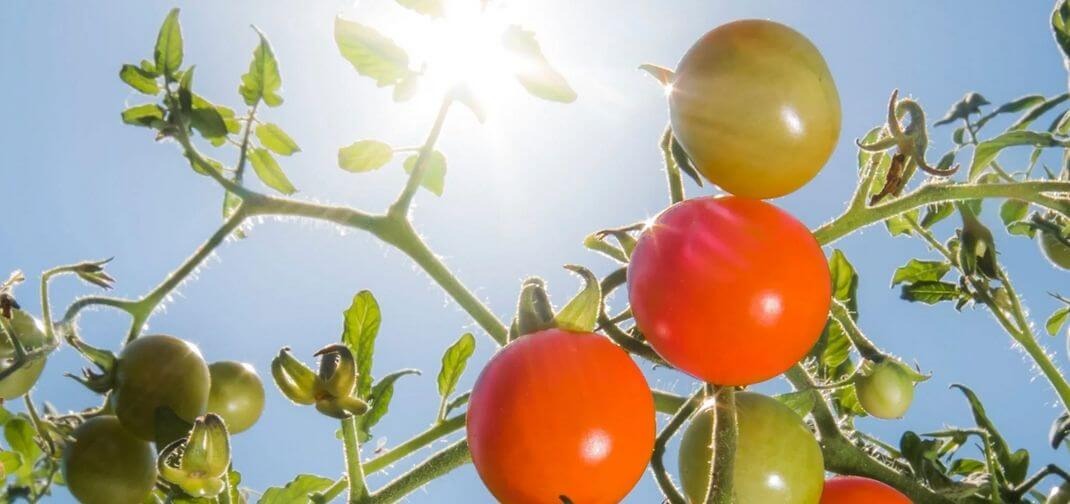 10 vegetales tolerantes a la sequía para un jardín consciente del agua