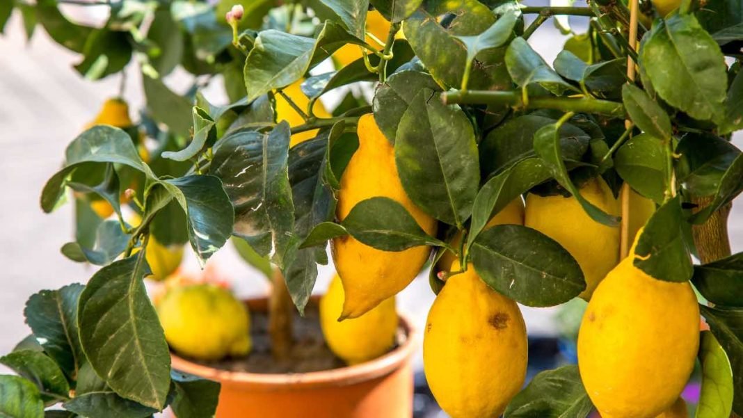 ¿Sabes lo que pasa si dejas limones pegados a la planta? Los expertos responden