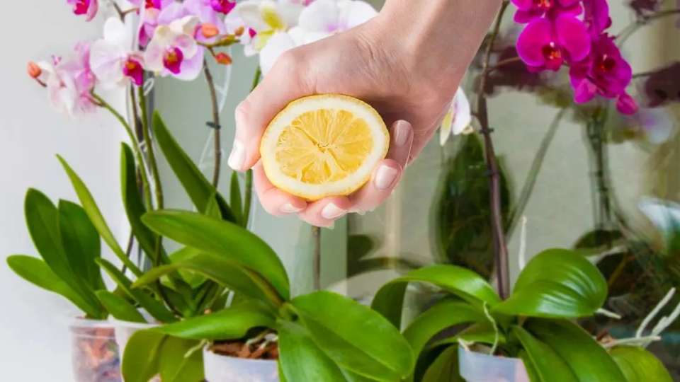 Cómo usar limón para cultivar raíces de orquídeas y protegerlas