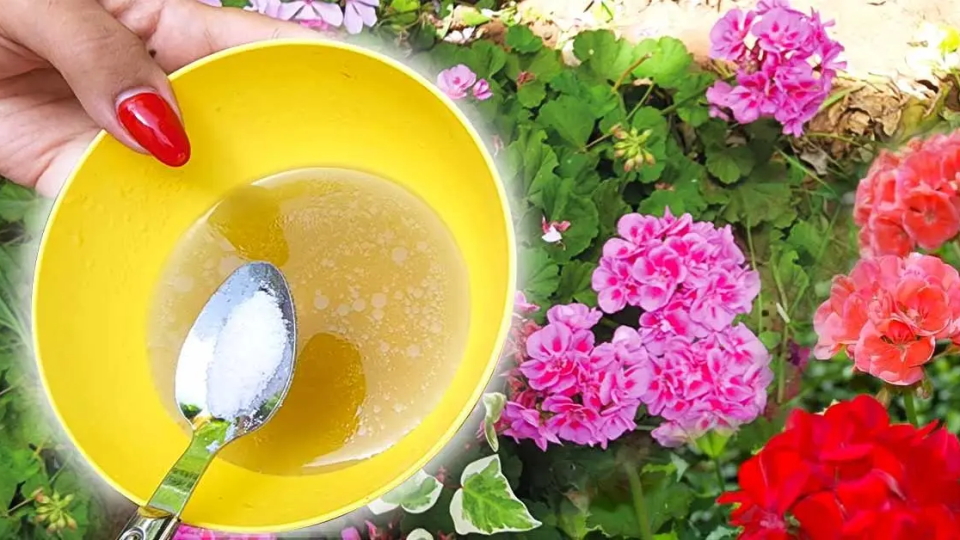 ¿Por qué es fundamental utilizar bicarbonato de sodio y aceite de oliva para el jardín?