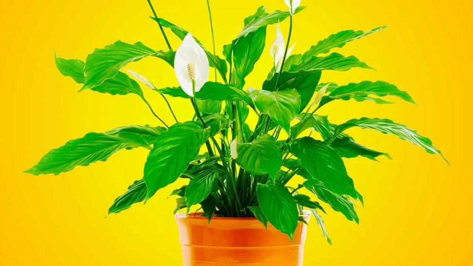 4 plantas que atraen la suerte y la felicidad según el Feng Shui