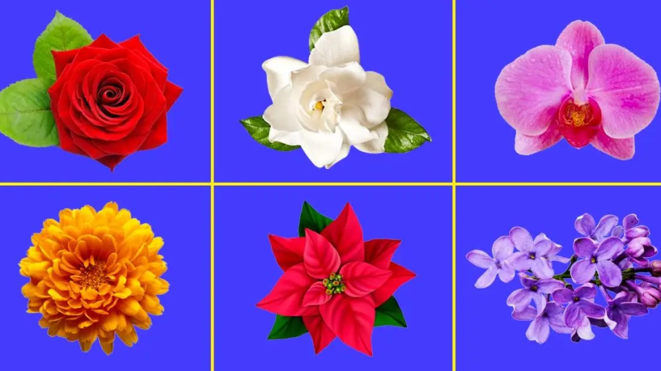 ¿Cuál es la guía de idiomas y el significado de las flores más bellas?