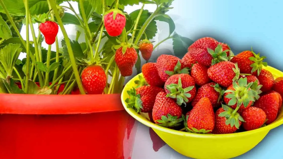 Cómo potenciar la producción de tu planta de fresas y tener 4 veces más fresas