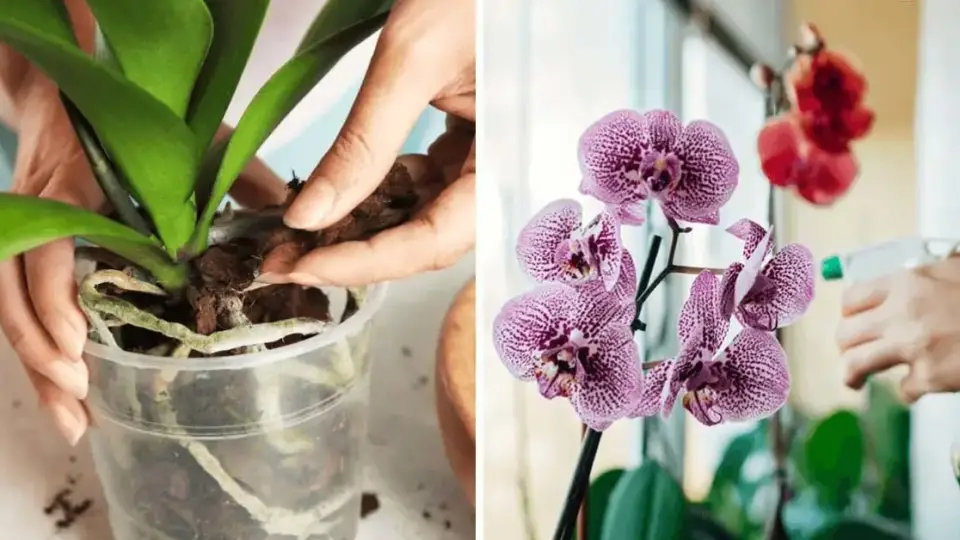 ¿Cómo cultivar hermosas orquídeas en casa? 4 secretos para saber