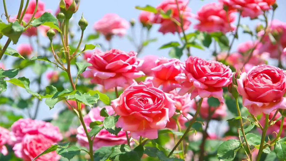 ¿Cómo conseguir rosas sanas y florecientes?