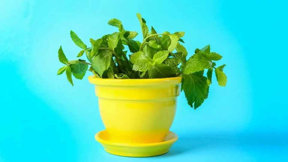 ¿Cómo plantar menta en una taza para decorar y perfumar toda la casa?
