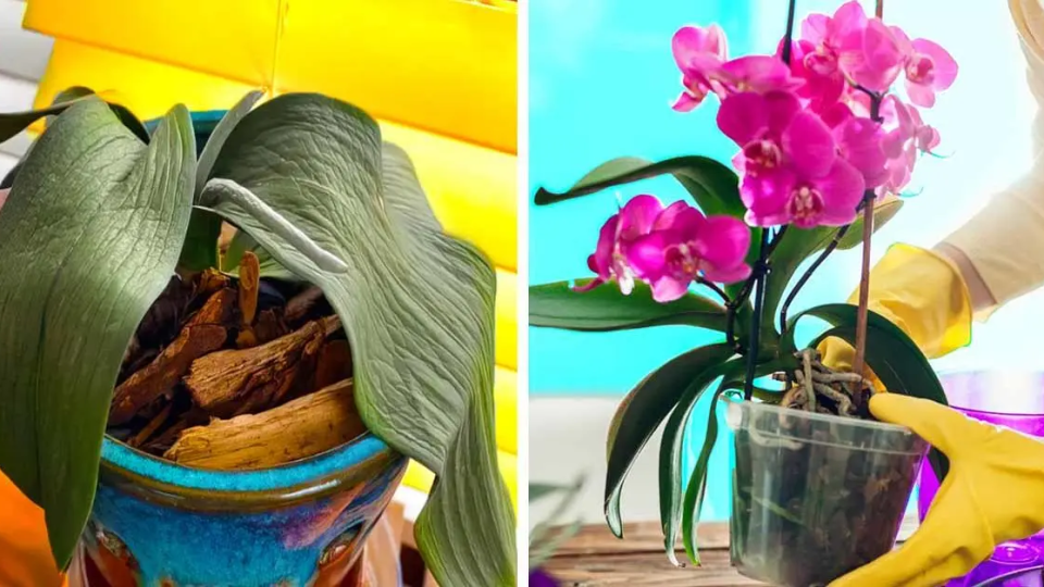 ¿Cómo revivir una orquídea descolorida o marchita? la guía paso a paso