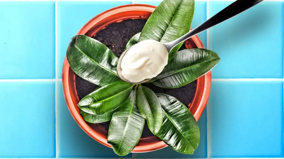 ¿Cómo utilizar mayonesa caducada para abonar plantas?