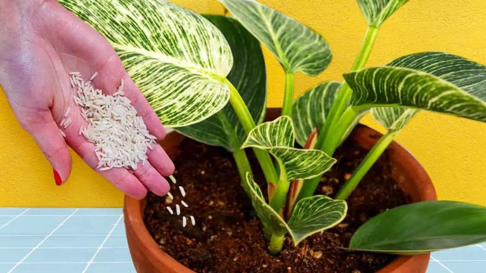 ¿Cómo usar el arroz como fertilizante para las plantas?