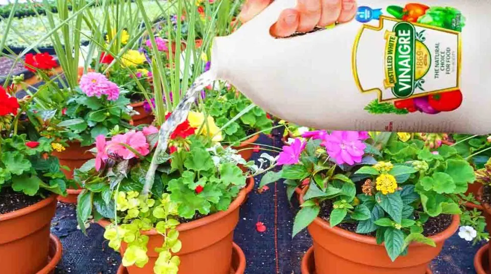 ¿Cómo usar vinagre blanco en el jardín?