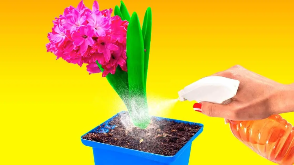 ¿Cómo usar vinagre blanco y agua para el mantenimiento de tus plantas de interior?