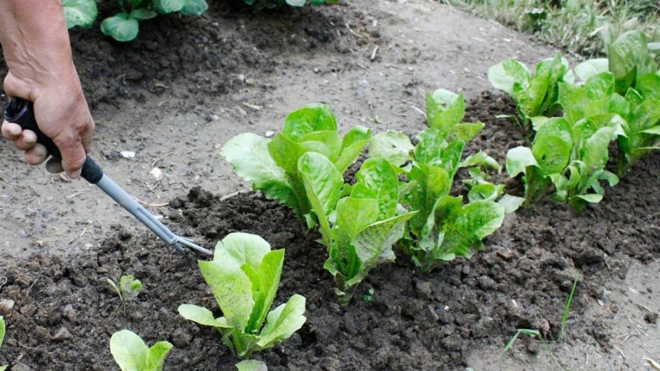 Cultiva y planta ensaladas con éxito: ¡cultiva fácilmente tus propias ensaladas!