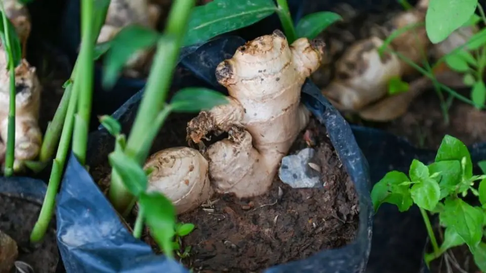 Cultivar jengibre en maceta: una guía completa para tener una planta aromática al alcance de la mano