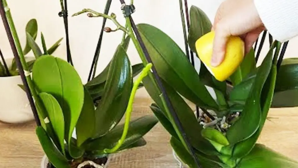 Orquídea: el truco utilizado por los floristas para una floración abundante y hojas fuertes y brillantes