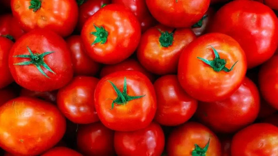 Las 8 cosas a tener en cuenta para cultivar bien tus tomates