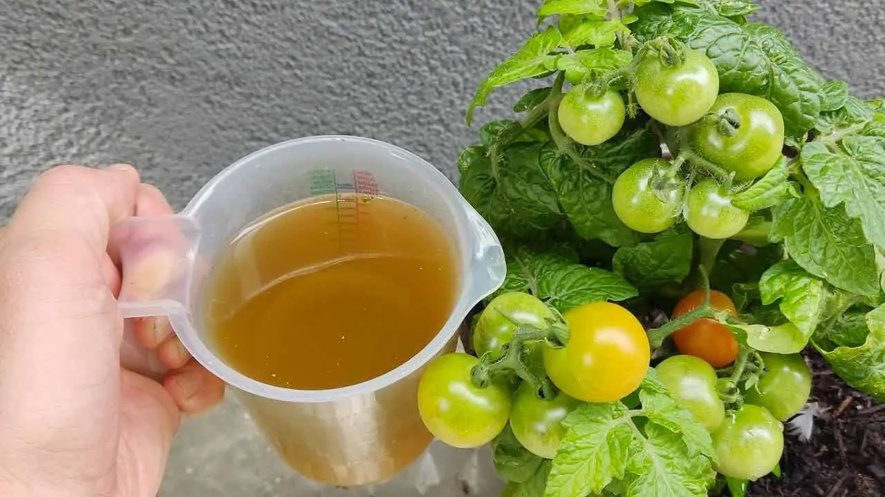 El mejor fertilizante orgánico barato: explosión para tomates y pepinos.
