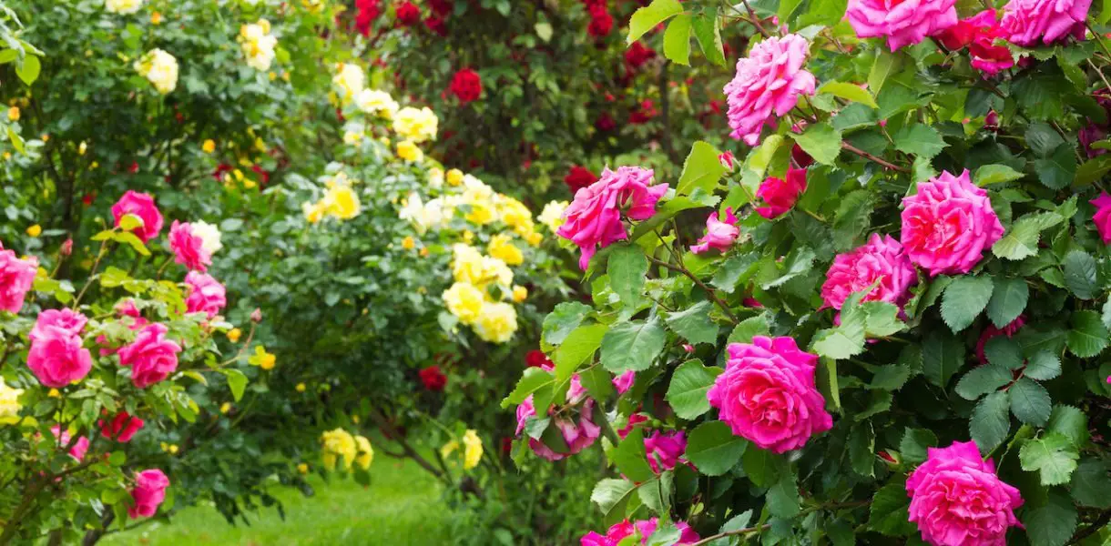 El secreto de un rosal en flor: ¿cómo obtener hermosas rosas en abundancia?