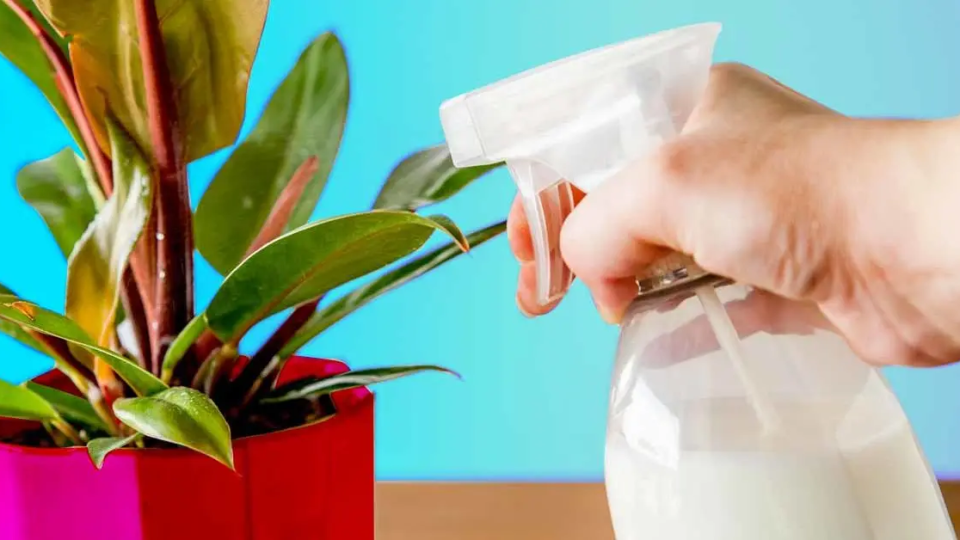 Cloruro de potasio: ¿cómo utilizarlo para potenciar el crecimiento de tus plantas?