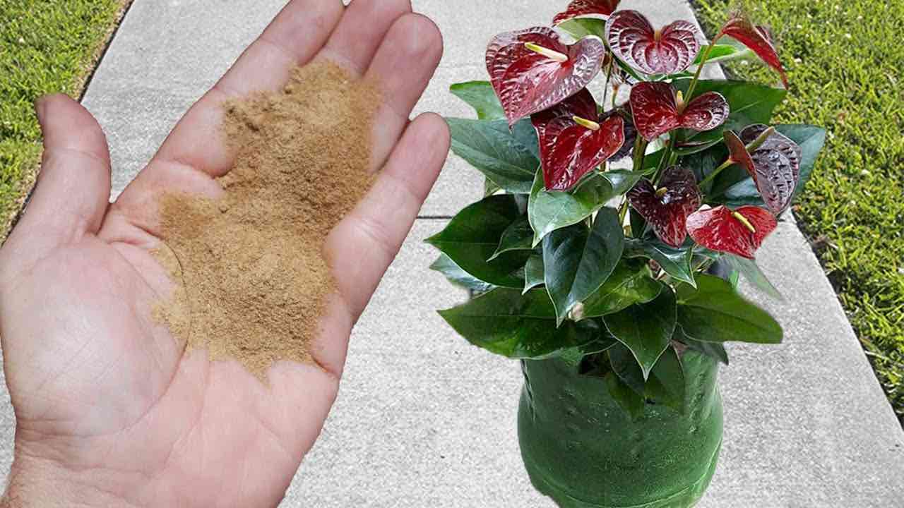 Fertilizante potente para la floración de todas las plantas: estarán sanas y exuberantes